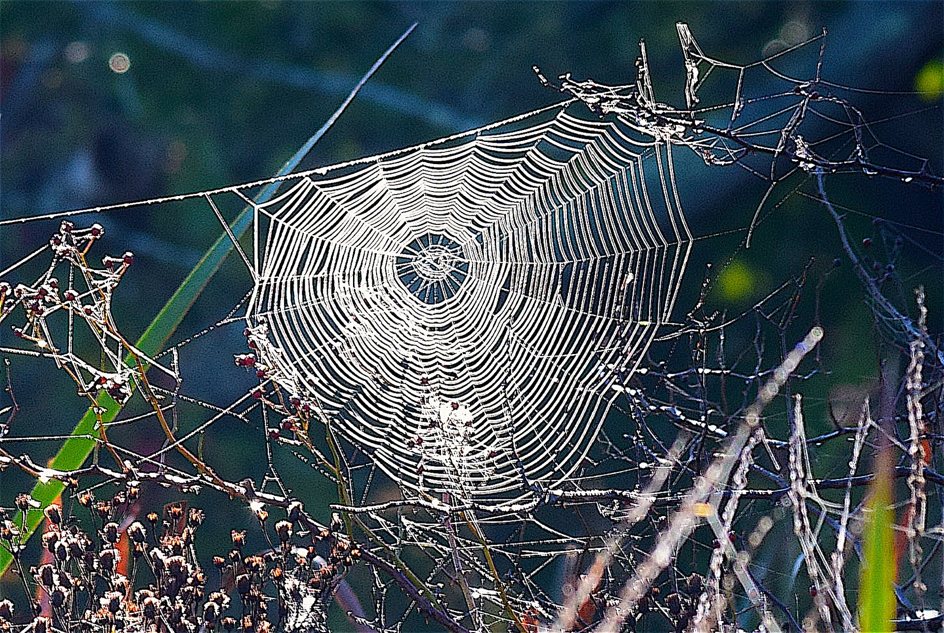 SAD SI IM POKAZAO Htio se riješiti pauka pa si je ‘slučajno’ spalio kuću