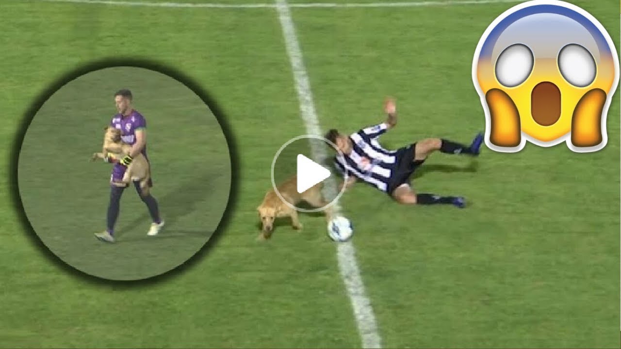 MA, KAKVA PUBLIKA! Ovo je ‘dvanaesti igrač’ kojeg treba svaka ekipa