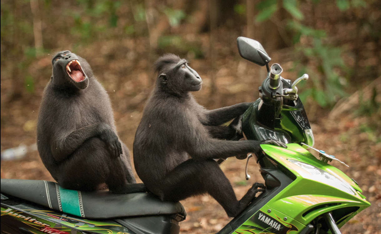 Finalisti natječaja najsmješnijih fotografija divljih životinja za 2017. godinu